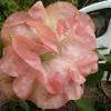 datura.jpg