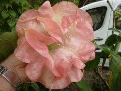 datura.jpg